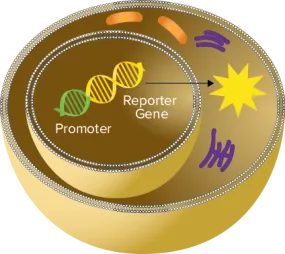 SpectraMax® Glo Steady Luc™ Reporter Assay Kit